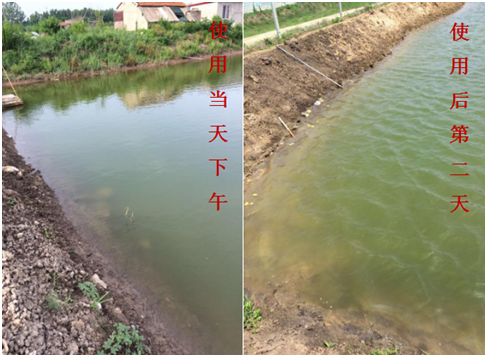 肥水困難、藻類缺乏處理前后效果